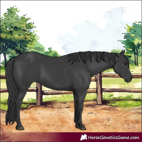 Horse Color:White Spotted Black