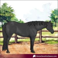 Horse Color:White Spotted Black 