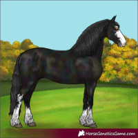 Horse Color:Midnight Grullo Sabino 