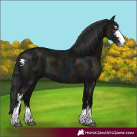 Horse Color:Midnight Grullo Sabino 