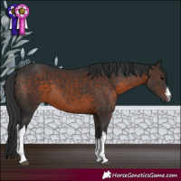 Horse Color:White Spotted Brown 