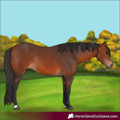 Horse Color:Bay Rabicano 