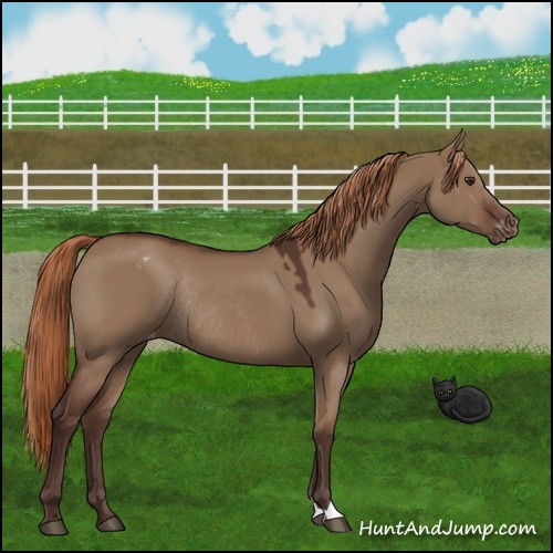 Horse Color:Liver Red Dun Varnish Rabicano