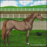 Horse Color:Liver Red Dun Appaloosa Rabicano 
