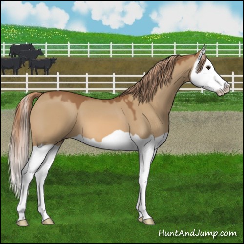 Horse Color:Red Dun Splash 