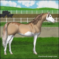 Horse Color:Red Dun Splash 