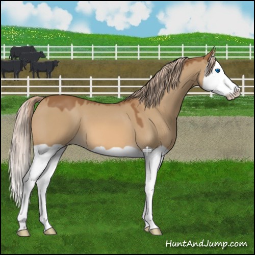 Horse Color:Red Dun Splash