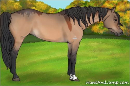 Horse Color:Bay Dun 