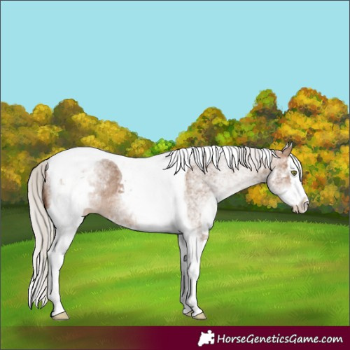 Horse Color:White Spotted Silver Bay Dun Splash Tobiano Rabicano