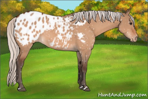 Horse Color:Silver Bay Dun Appaloosa 