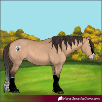 Horse Color:Bay Dun Splash 