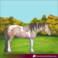 Horse Color:Nacre Amber Champagne Tobiano 