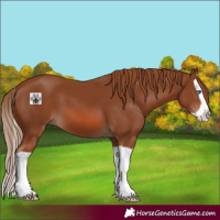 Horse Color:Chestnut Splash 