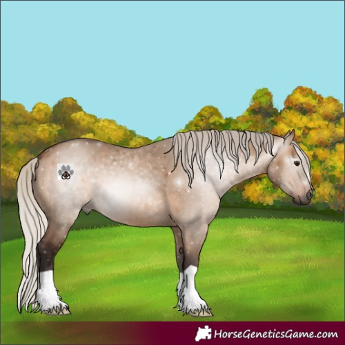 Horse Color:Gray Silver Bay Dun 