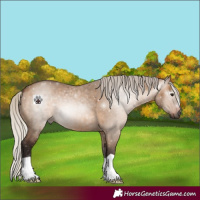 Horse Color:Gray Silver Bay Dun 