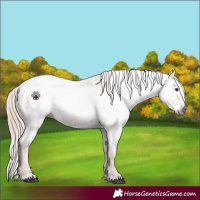 Horse Color:Gray Red Dun Blanket 