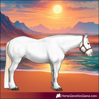 Horse Color:Chestnut Appaloosa 