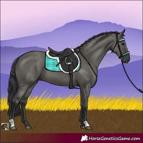 Horse Color:Grullo