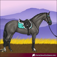 Horse Color:Grullo 