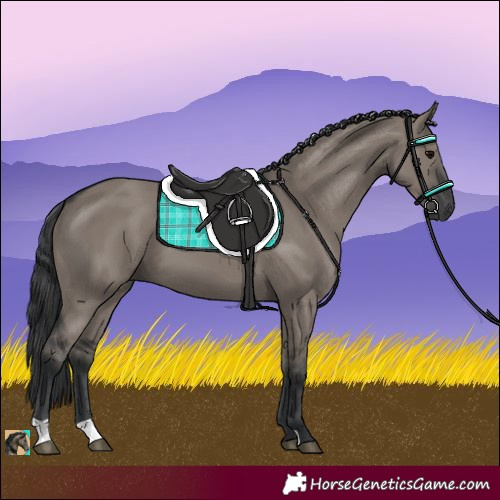 Horse Color:Grullo 
