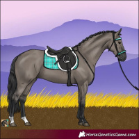 Horse Color:Grullo 