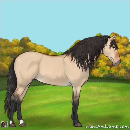 Horse Color:Bay Dun 