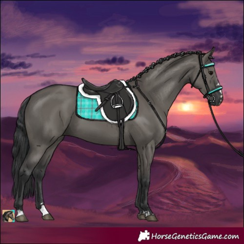 Horse Color:Grullo 