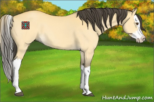Horse Color:Buckskin Dun Splash 