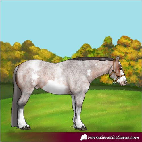 Horse Color:White Spotted Bay Roan Frame