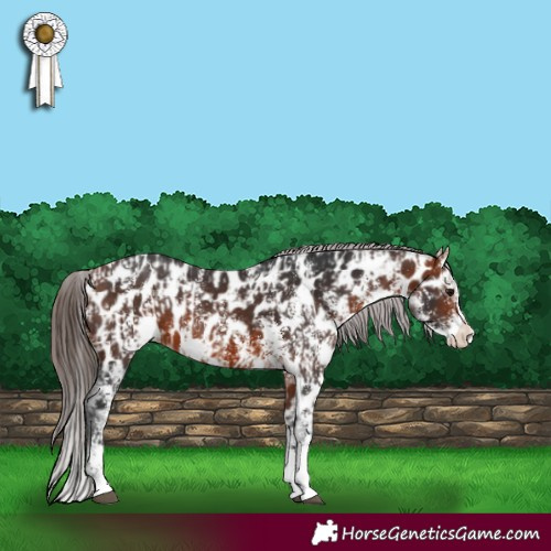 Horse Color:Brown Sabino Splash Near Leopard  and Brown Sabino Splash Near Leopard 