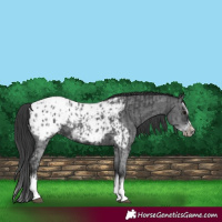 Horse Color:Black Sabino Splash Appaloosa  and Black Sabino Splash Frame Appaloosa 