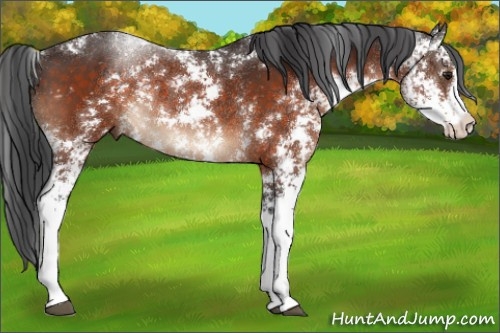 Horse Color:Brown Sabino Rabicano 