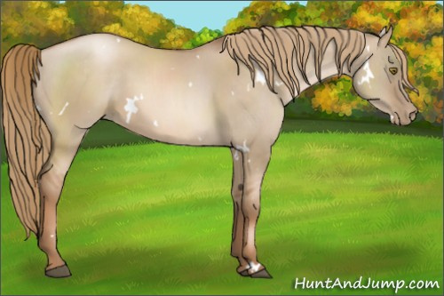 Horse Color:White Spotted Liver Red Dun Pearl 