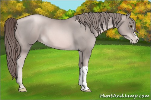Horse Color:Platinum Liver Chestnut Pearl 
