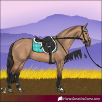 Horse Color:Bay Dun 