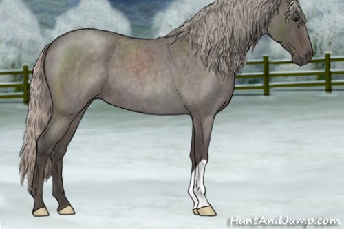 Horse Color:Silver Blue Roan 