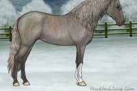 Horse Color:Silver Blue Roan 