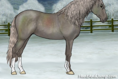Horse Color:Silver Blue Roan 