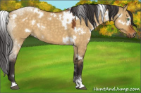 Horse Color:White Spotted Buckskin Dun Sabino 