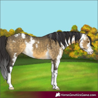 Horse Color:Buckskin Dun Sabino 