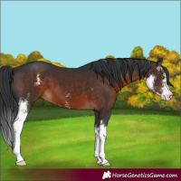 Horse Color:Brown Sabino
