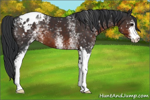 Horse Color:White Spotted Brown Sabino Blanket