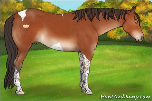 Horse Color:Brown Sabino Tobiano 