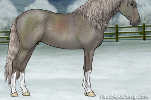 Horse Color:Silver Blue Roan 