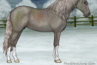 Horse Color:Silver Blue Roan 