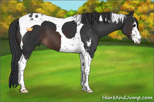 Horse Color:Brown Sabino Tobiano 