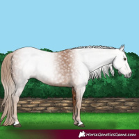 Horse Color:Gray Chestnut 