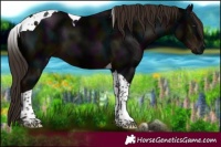 Horse Color:Midnight Liver Chestnut Tobiano 