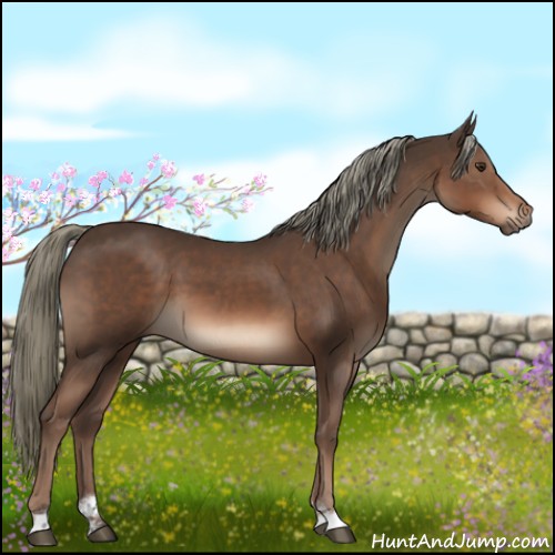 Horse Color:Liver Chestnut Mushroom Sabino 