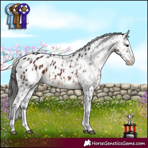 Horse Color:White Spotted Brown Sabino Appaloosa 